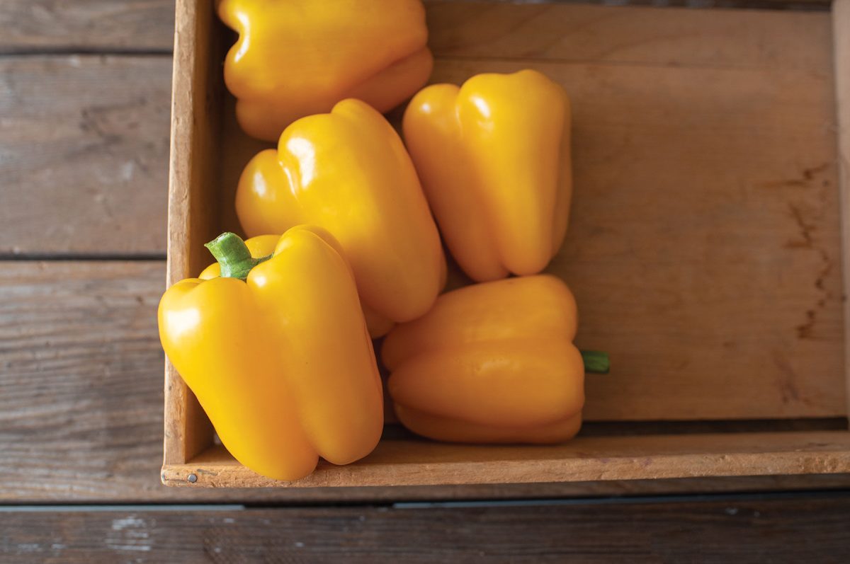 SVPB8415 – Bell Pepper Seed